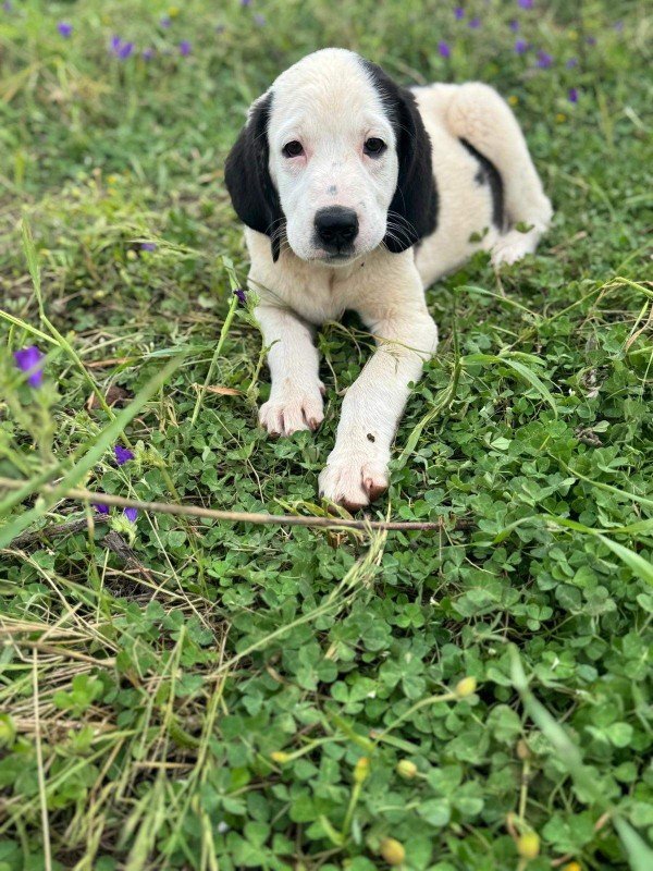 Milly