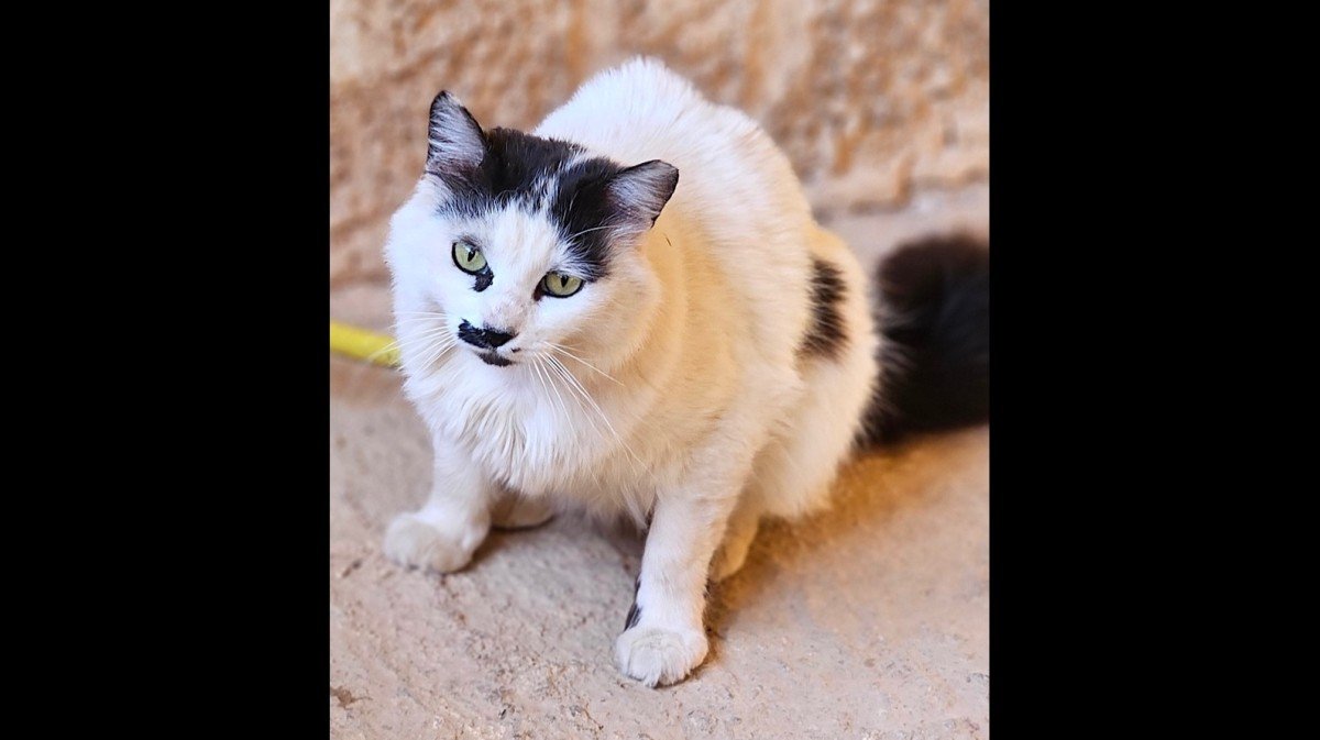 Whiskers