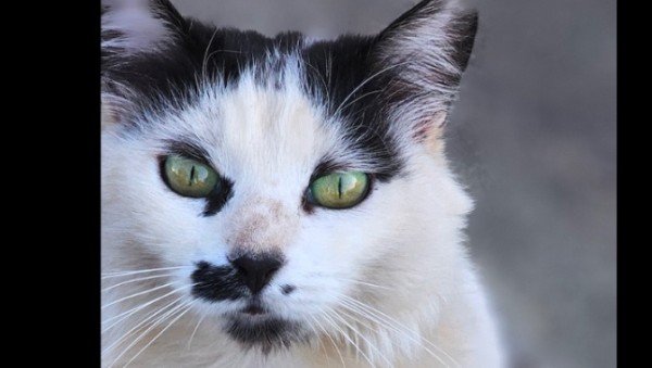 Whiskers