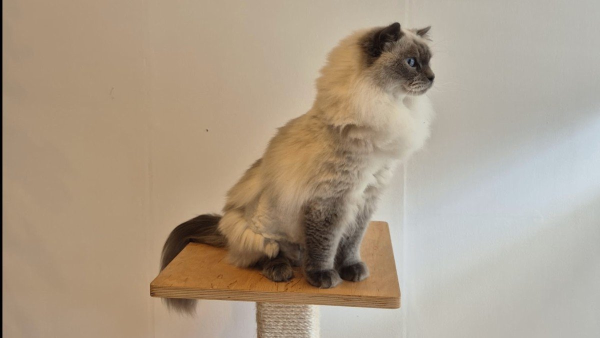 Ayla