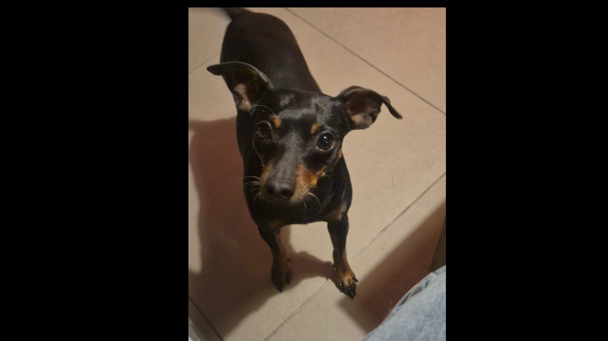 Mowgli