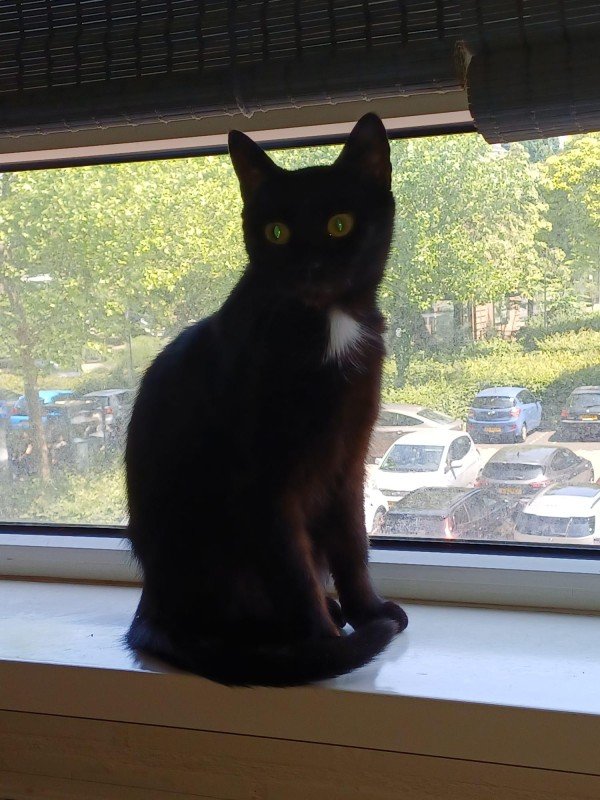 Sammy