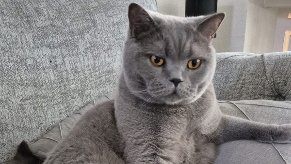 Binkie