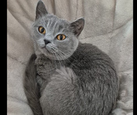 Bella