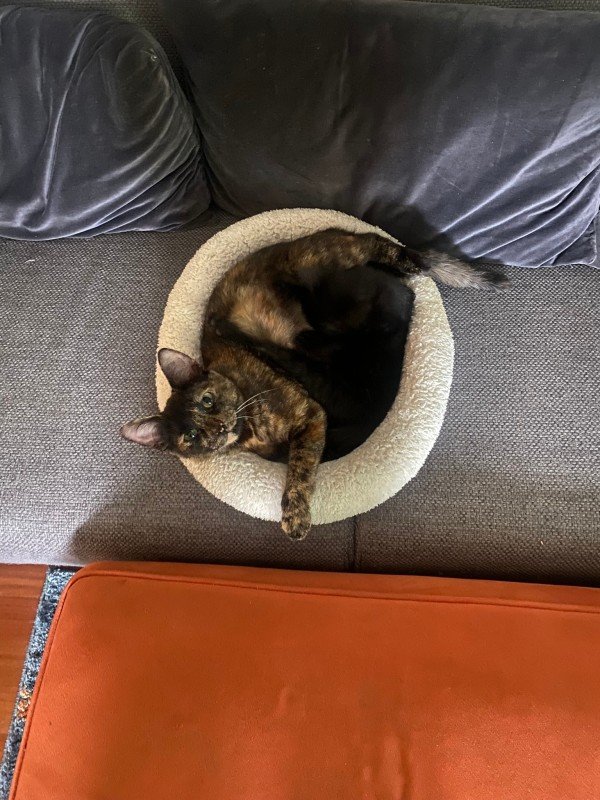 Tuffel