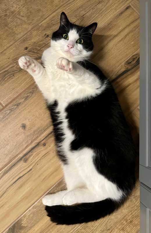 Stewie (Bobo)