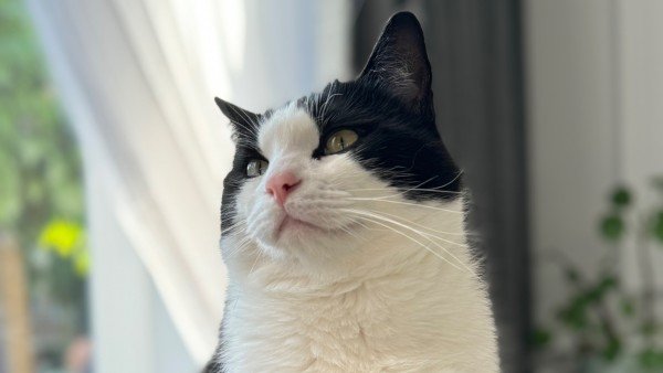 Stewie (Bobo)