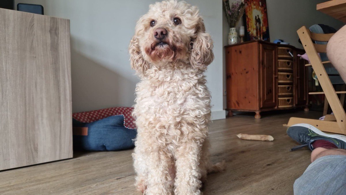 Teddy