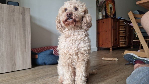 Teddy