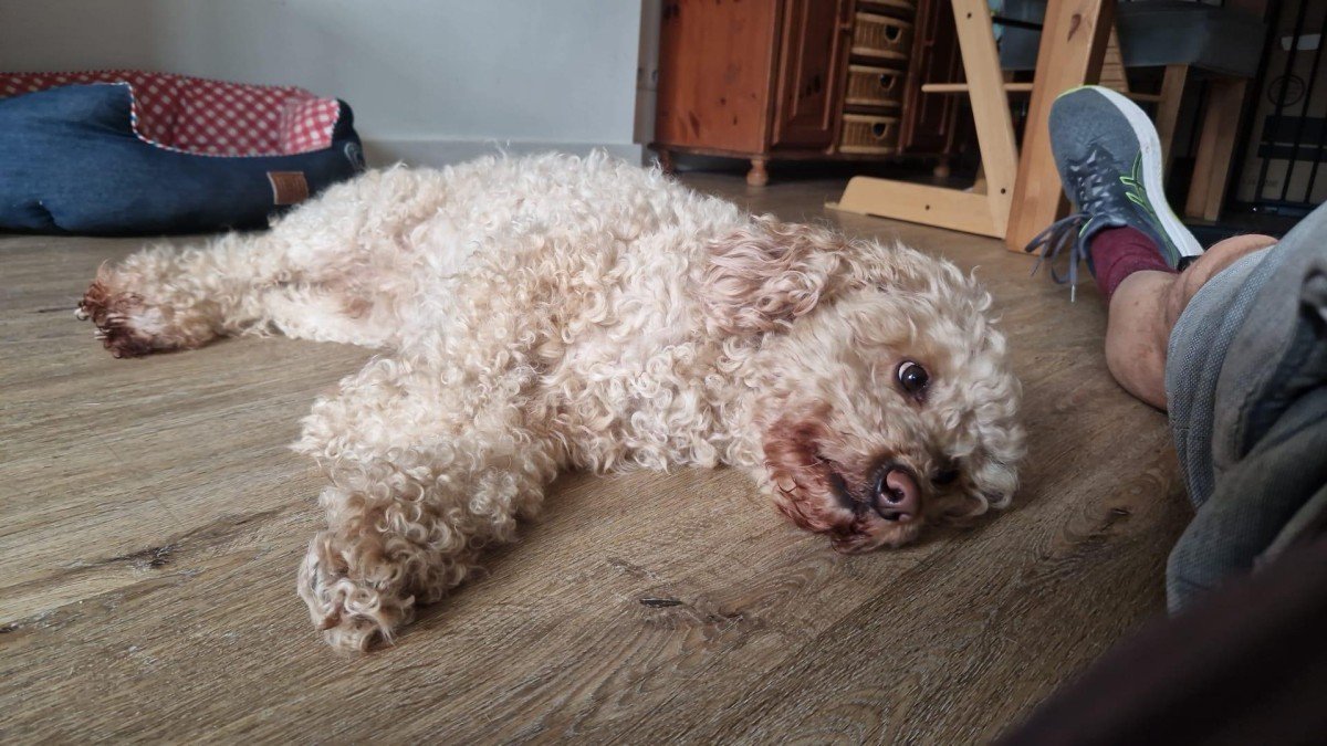 Teddy