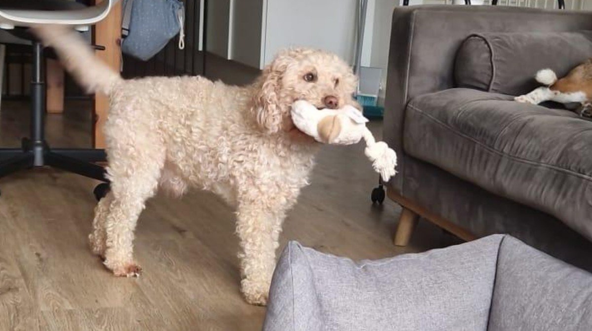Teddy