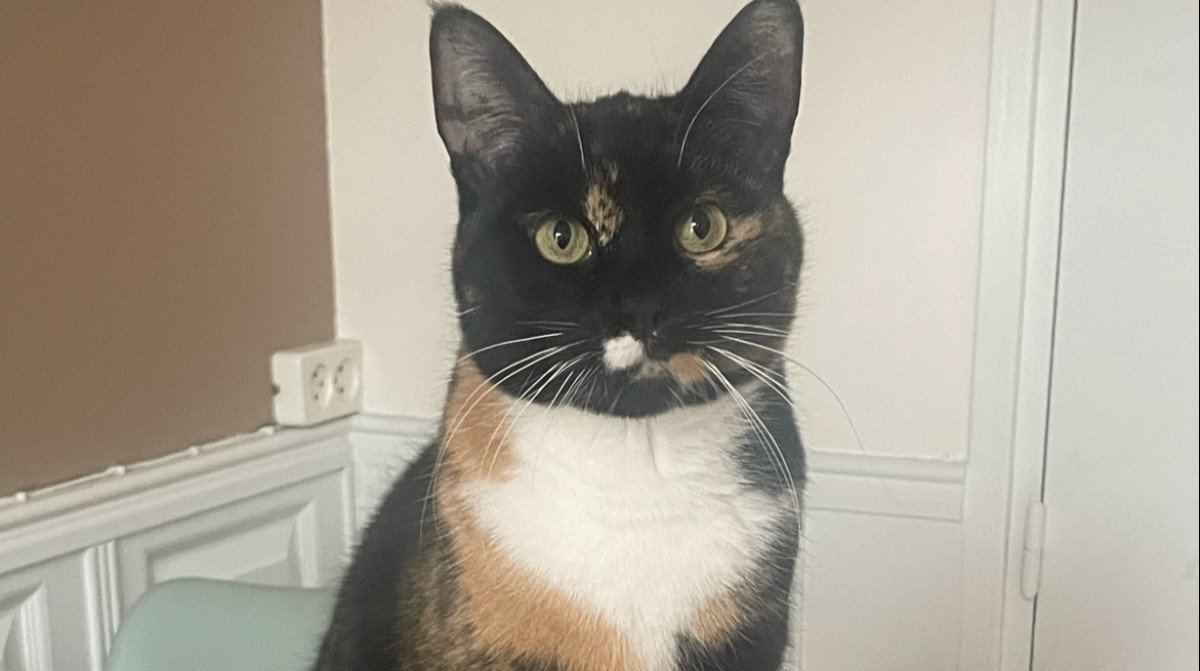 Bibi