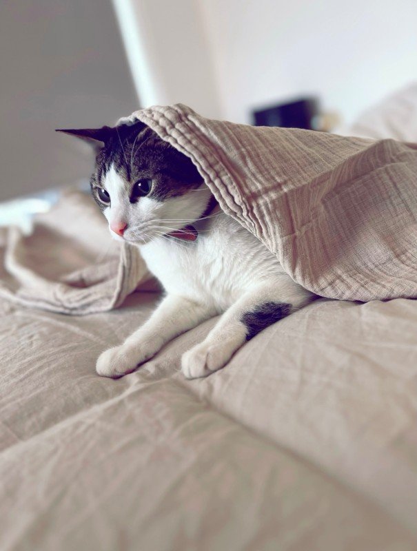 Benji