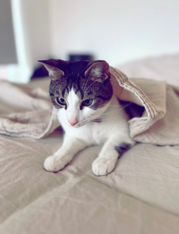 Benji