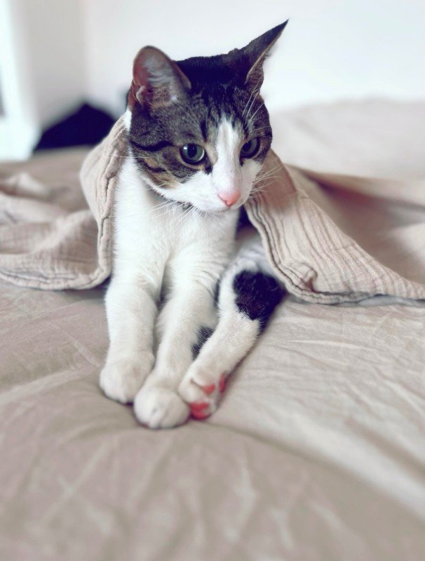 Benji
