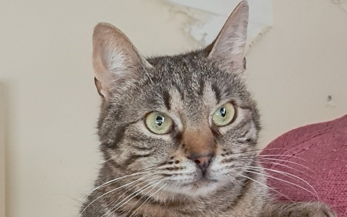 Tigri