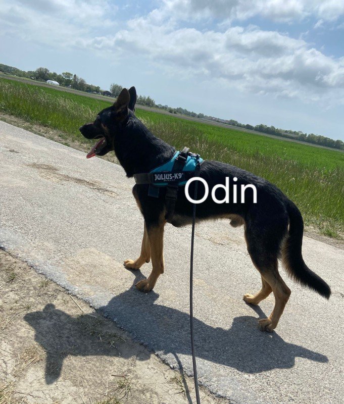 Odin
