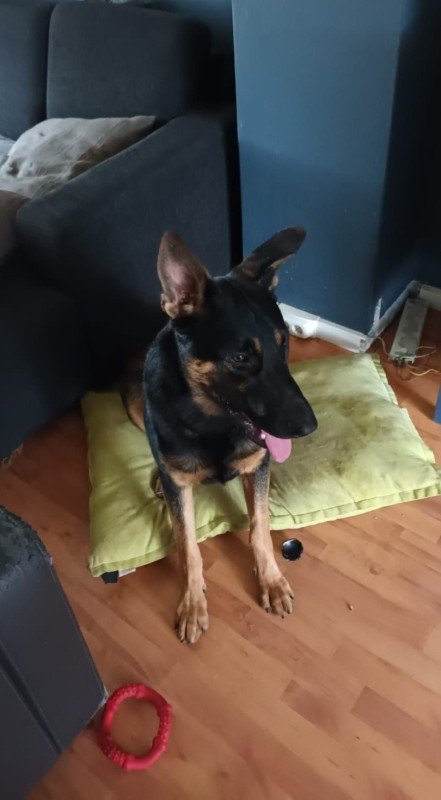 Odin