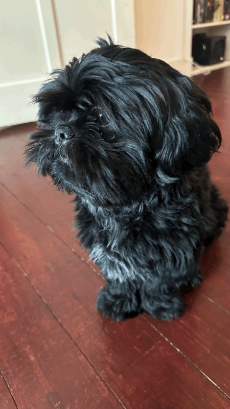 Elvis