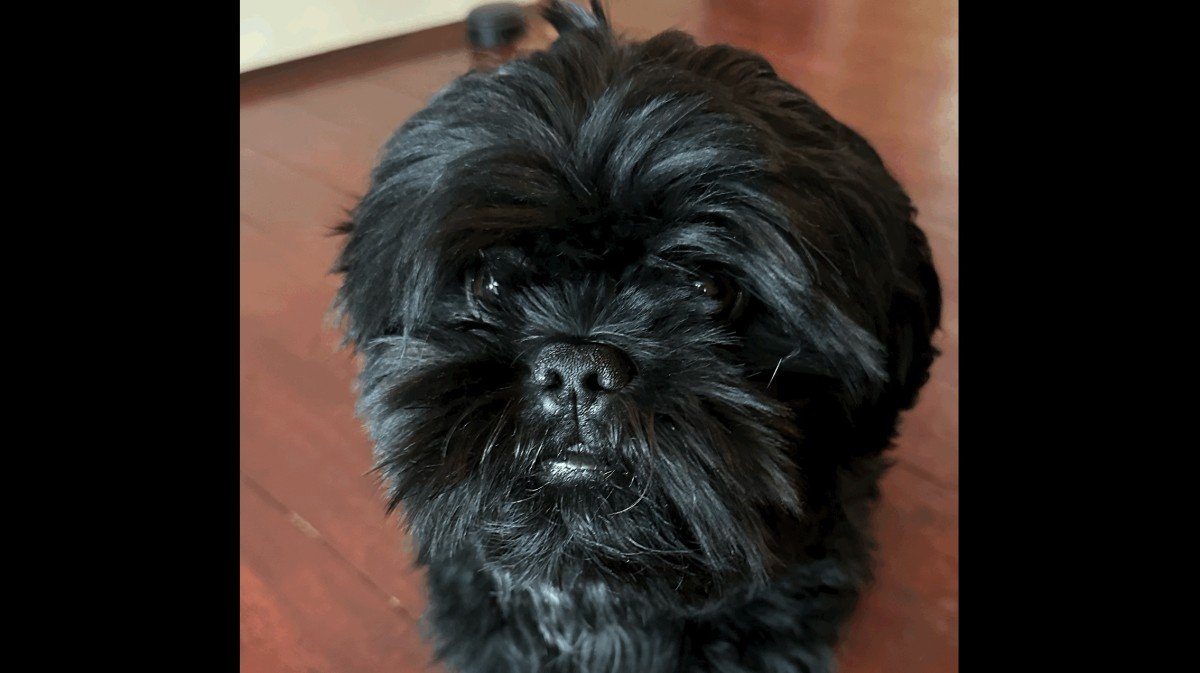Elvis