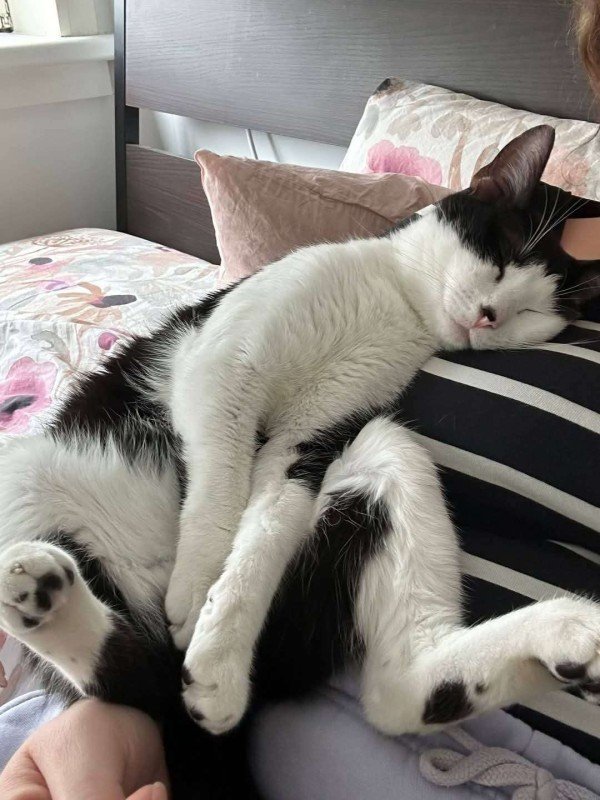 Bubu