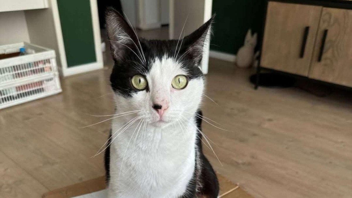 Bubu
