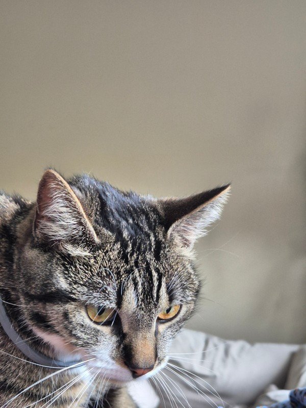 Poes