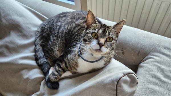 Poes