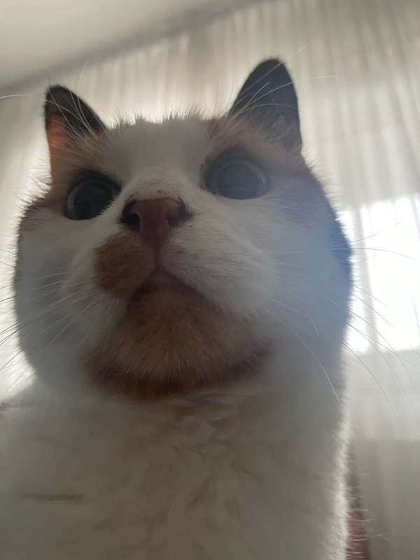 Lola