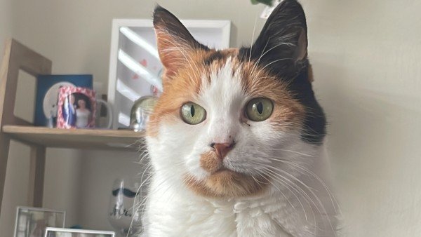 Lola