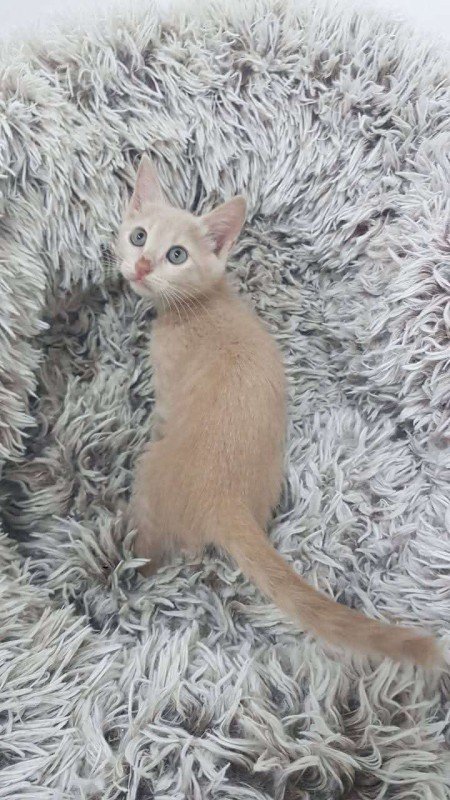 Samira