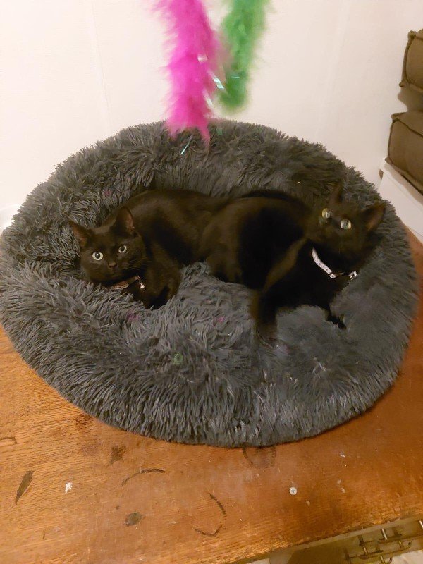 Blackie