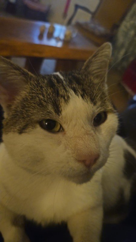 Poes