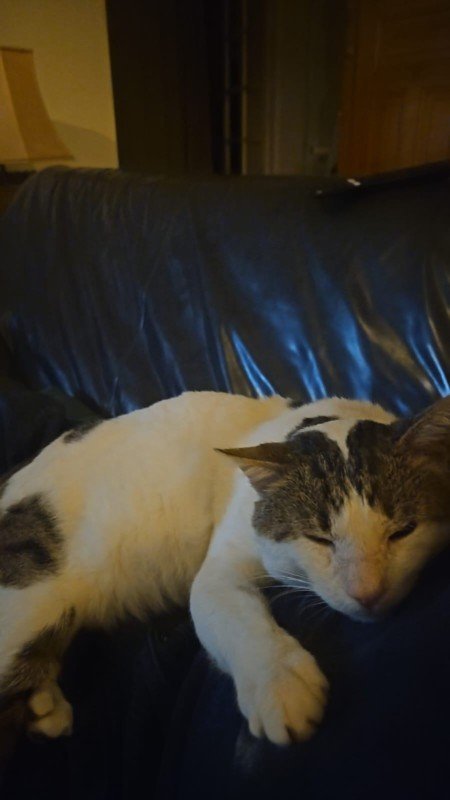 Poes
