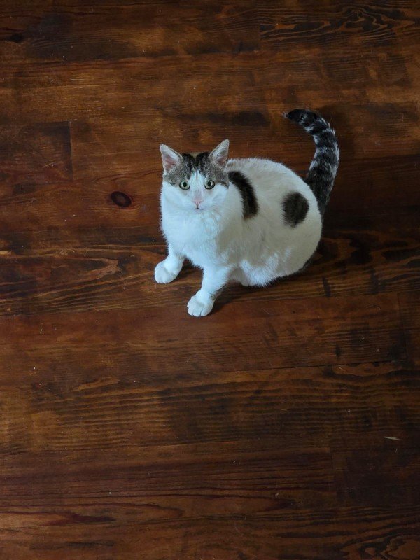 Poes