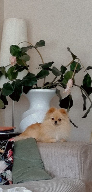 Pom