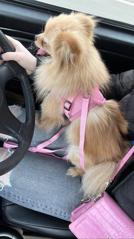 Pom