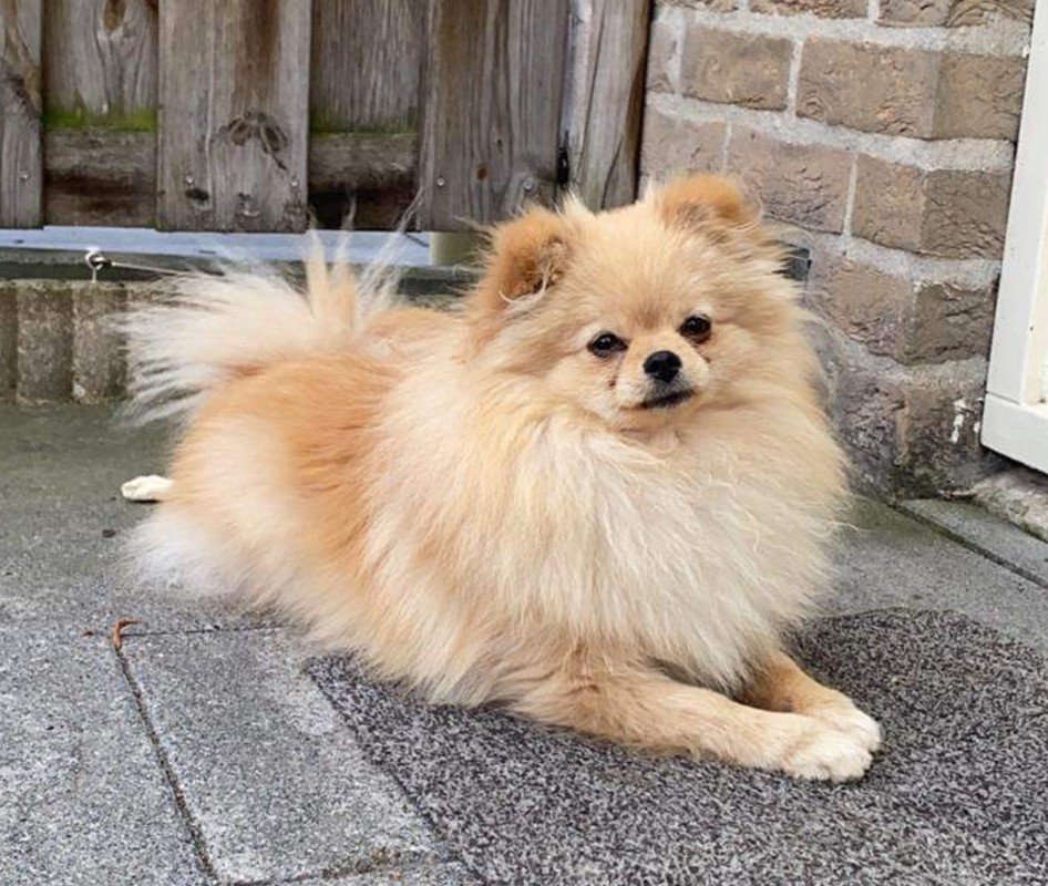 Pom