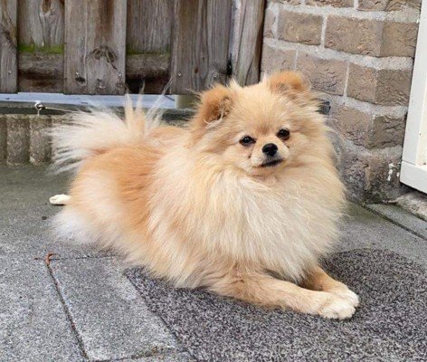 Pom