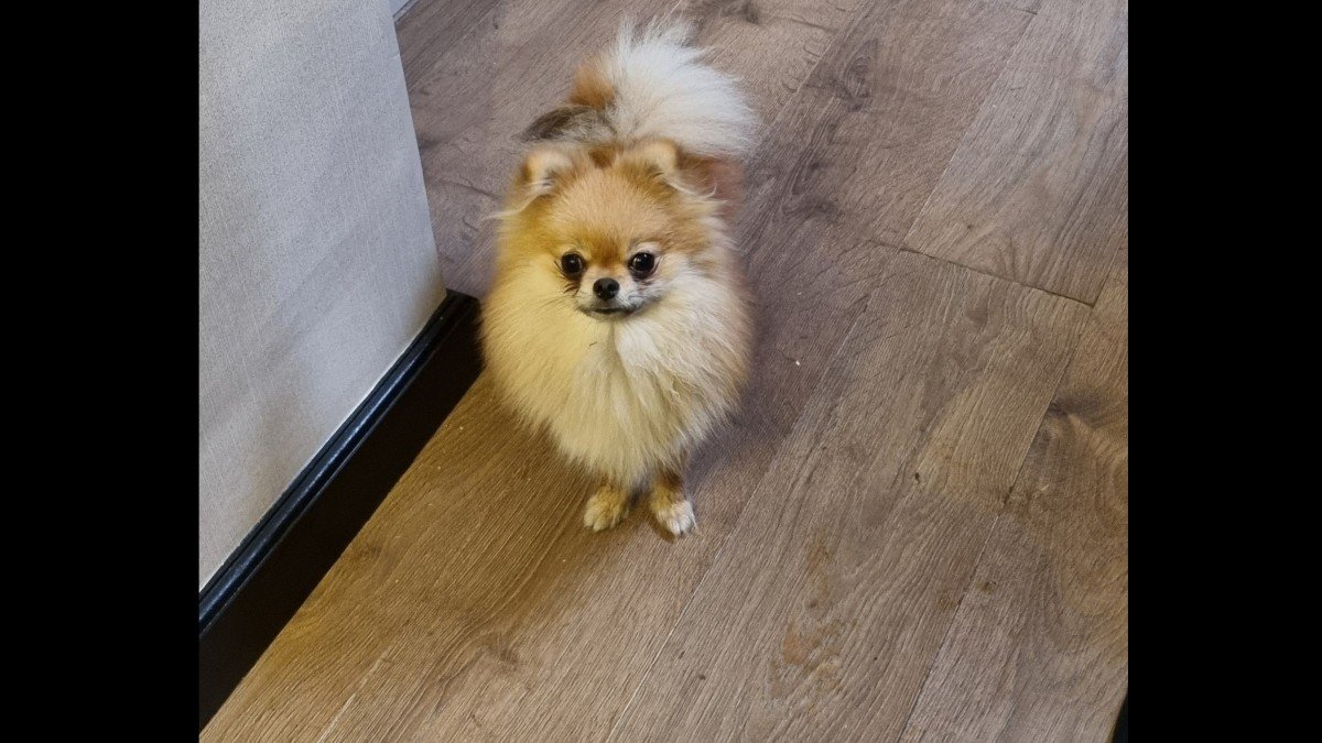 Molly
