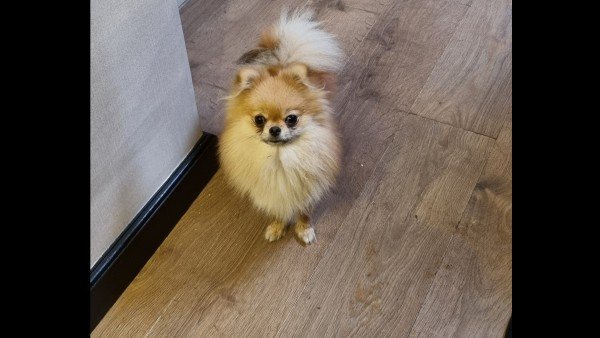 Molly