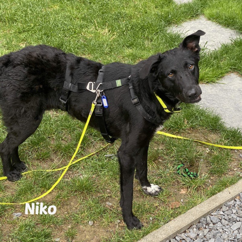 Niko