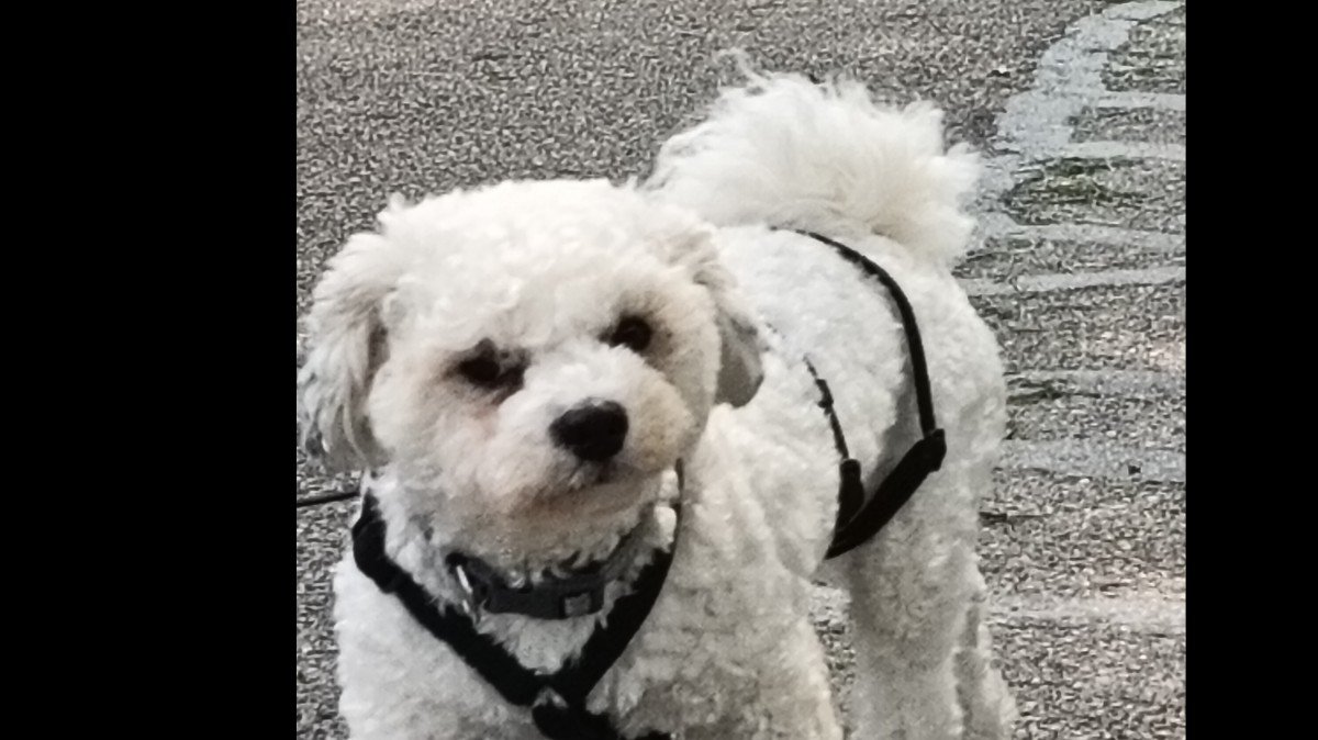 Tobi