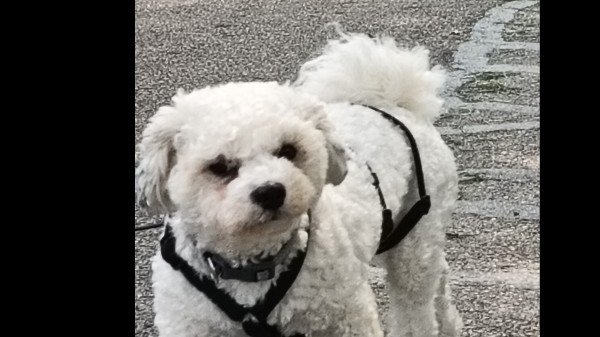 Tobi