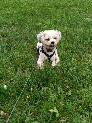 Tobi