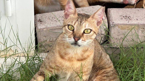 Tiggy