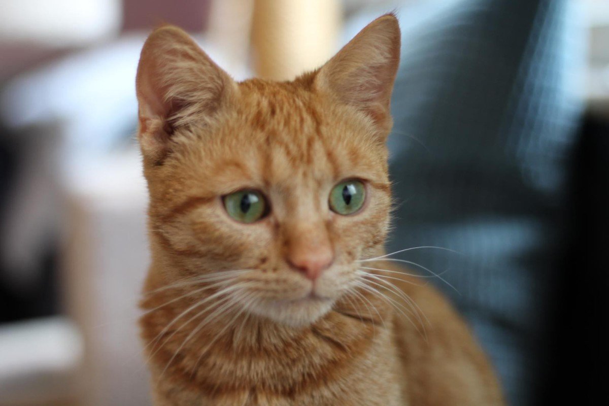 Benji