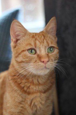 Benji