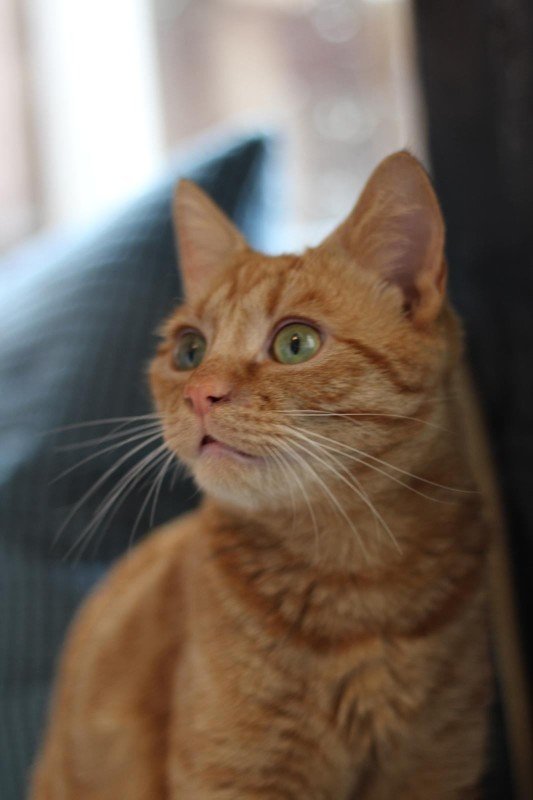Benji
