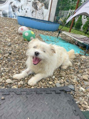 Dottie